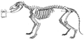 Ossa thylacini