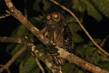 Biak Scops Owl.jpg