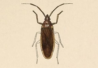 <span class="mw-page-title-main">Lethaeini</span> Tribe of true bugs