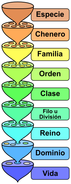 File:Biological classification L Pengo-an.svg