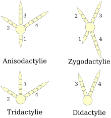 Schéma montrant les quatre grandes dispositions des doigts des oiseaux : l'anisodactylie (trois doigts vers l'avant et un doigt à l'arrière), la zygodactylie (deux doigts à l'avant et deux à l'arrière), la tridactylie (trois doigts disposés vers l'avant) et la didactylie (deux doigts disposés vers l'avant).