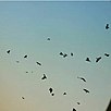 Birds in Indian Sky.jpg