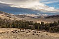 Bison herd grazing as a storm rolls in (8e73c516-329c-4866-a998-0f8659b87f0d).jpg