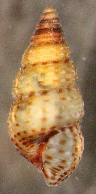 <i>Bittiolum varium</i> Species of gastropod