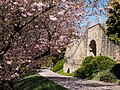 * Nomination Blossoming almond trees below the castle in Leonberg, Southern Germany --Harke 12:15, 10 October 2015 (UTC) * Promotion Very weak  Support Good quality. DoF should be better. --XRay 06:23, 18 October 2015 (UTC)