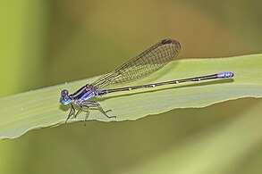 Black-and-purple dancer (Argia oculata) male purple form.jpg