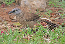 Қара жүзді Babbler.jpg