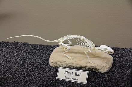 Skeleton of a black rat (Rattus rattus) on display at the Museum of Osteology.