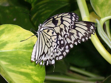 Tập_tin:Black_and_White_Butterfly_-_geograph.org.uk_-_844310.jpg