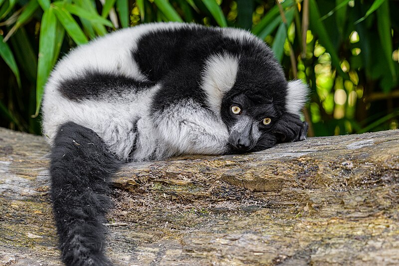 File:Black and white ruffed lemur - 51484802990.jpg