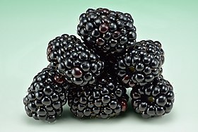 Blackberries (Rubus fruticosus).jpg