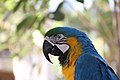 Blue and yellow Macaw