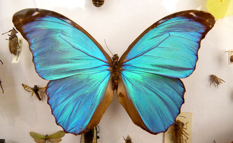 File:Blue Morpho Didius Butterfly.jpg