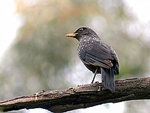 The blue whistling-thrush is a common resident and winter visitor of Thailand. Blue whistling Thrush I2- Himachal- IMG 3098.jpg