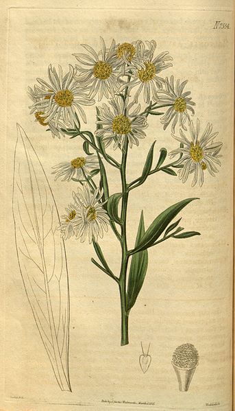 File:Boltonia asteroides.jpg