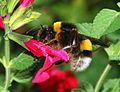 * Nomination A bumblebee feeding on nectar (Bombus terrestris) - Alvesgaspar 15:17, 28 September 2007 (UTC) * Promotion What a hilarious white behind on that thing. QI detail. Doodledoo 20:59, 30 September 2007 (UTC)