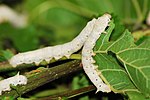 Bombycidae-en irudi txikia