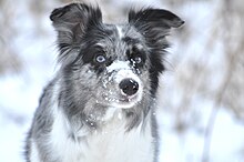 Blue merle Border Collie. Female. Border collie different eyes dog.jpg