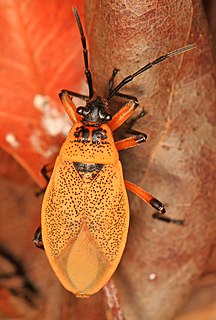 <i>Largus davisi</i> Species of true bug
