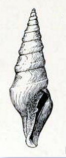 <i>Borsonella coronadoi</i> Species of gastropod