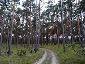 Anschauliches Bild des Artikels Tucholer Wald