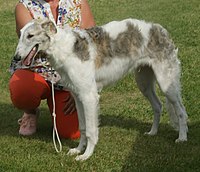 the blind borzoi