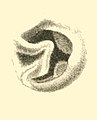 Boston Journal of Natural History, v.7.-Plate 4-fig10-Helix Fastigiata.jpg