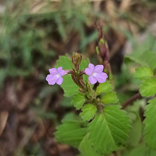 <i>Bouchea</i> Genus of flowering plants