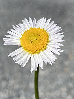 <i>Brachyscome nivalis</i> Species of flowering plant