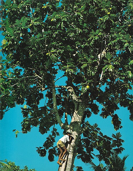 File:Breadfruit tree climbing man Seychelles.jpg