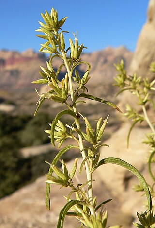 <i>Brickellia longifolia</i> Species of flowering plant