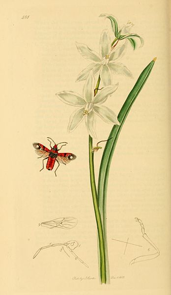 File:British Entomology Volume 7 (John Curtis) Plate 481.jpg