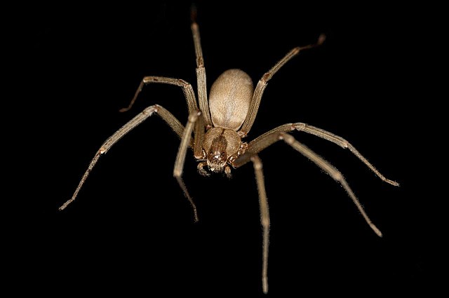 How Dangerous Is A Brown Recluse Spider Bite?