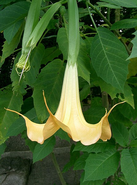 File:Brugmansia 41.jpg