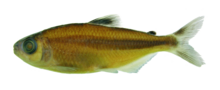 Bryconops piracolina preserved.png
