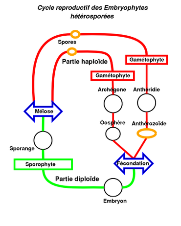 Cycle reproductif des embryophytes héterosporées.