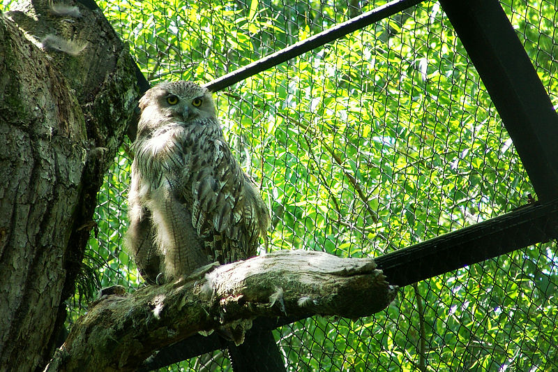 File:Bubo blakistoni -Kushiro Zoo -Japan-8b.jpg