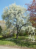 Miniatura para Pyrus betulaefolia