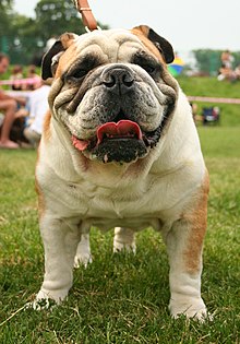 Un bulldog inglese ritratto ad una mostra canina in Polonia