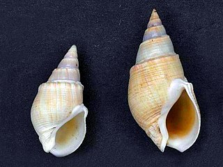 <i>Bullia annulata</i> Species of gastropod