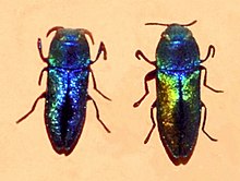 Buprestidae - Anthaxia cichorii.JPG
