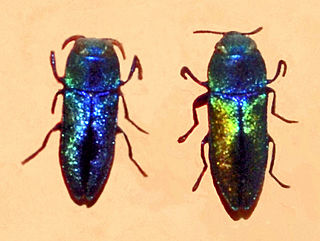 <i>Anthaxia cichorii</i> Species of beetle