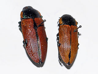 <i>Temognatha variabilis</i> Species of beetle