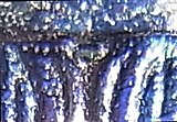 Buprestis rustica detail4.jpg