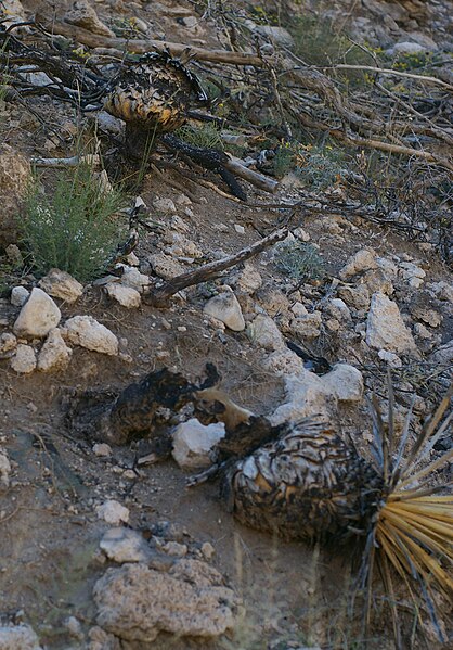 File:Burned Yuccas at Sitting Bull Falls.jpg