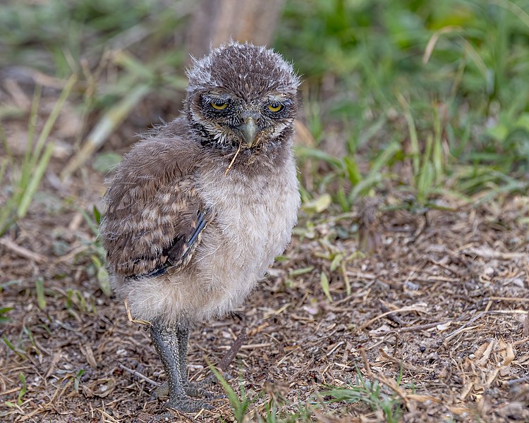 File:Burrowing Owl Chick - Flickr - Andy Morffew.jpg
