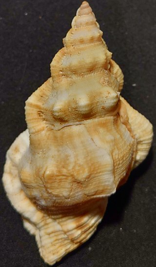 <i>Bursina fernandezi</i> Species of gastropod