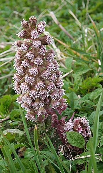 File:Butterbur (Petasites hybridus) - geograph.org.uk - 776482.jpg