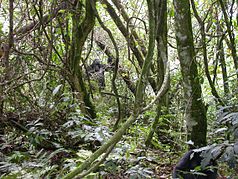 Gorilas de montaña en Bwindi