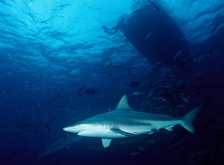 Акула ночь. Галапагосская серая акула. Черноперая рифовая акула. Carcharhinus limbatus. Мальгашская ночная акула.